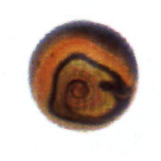 Christensen Agate Co. Black Coral Swirl
