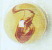 Egg Yolk Oxblood