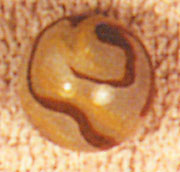 Egg Yolk Oxblood